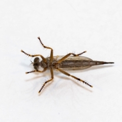 Cerdistus sp. (genus) at Jerrabomberra, NSW - suppressed