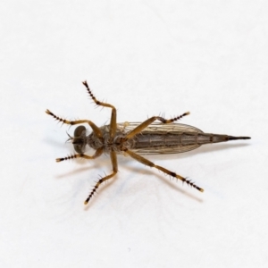 Cerdistus sp. (genus) at Jerrabomberra, NSW - suppressed