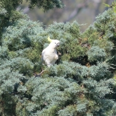 Cacatua galerita (Sulphur-crested Cockatoo) at Candelo, NSW - 2 Jan 2022 by KylieWaldon