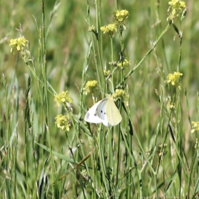 Pieris rapae (Cabbage White) at Candelo, NSW - 2 Jan 2022 by KylieWaldon