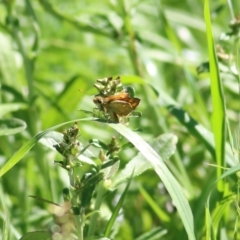 Ocybadistes walkeri (Green Grass-dart) at Candelo, NSW - 2 Jan 2022 by KylieWaldon