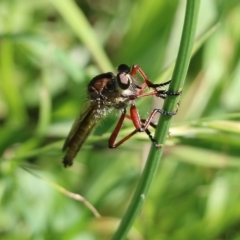 Asilidae (family) (Unidentified Robber fly) at Candelo, NSW - 1 Jan 2022 by KylieWaldon