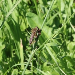 Asilidae (family) at Candelo, NSW - 2 Jan 2022 09:23 AM