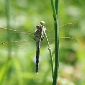 Orthetrum caledonicum at Candelo, NSW - 2 Jan 2022 09:14 AM