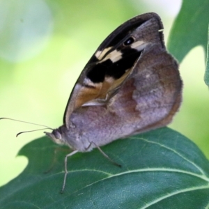 Heteronympha merope at Candelo, NSW - 2 Jan 2022