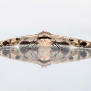 Crypsiphona ocultaria at Jerrabomberra, NSW - 26 Nov 2021