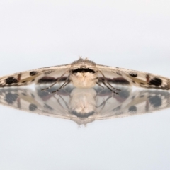 Crypsiphona ocultaria (Red-lined Looper Moth) at Jerrabomberra, NSW - 26 Nov 2021 by MarkT