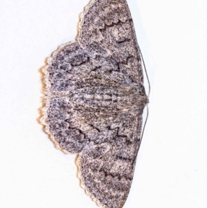 Crypsiphona ocultaria at Jerrabomberra, NSW - 26 Nov 2021