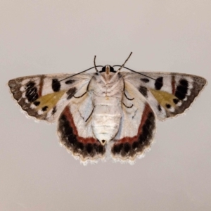 Crypsiphona ocultaria at Jerrabomberra, NSW - 26 Nov 2021