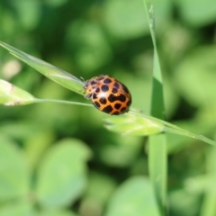 Harmonia conformis (Common Spotted Ladybird) at Candelo, NSW - 2 Jan 2022 by KylieWaldon