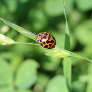 Harmonia conformis at Candelo, NSW - 2 Jan 2022