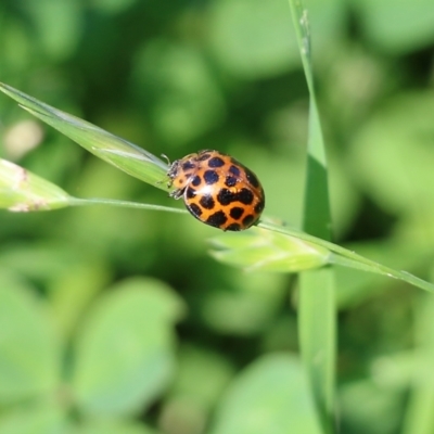 Harmonia conformis (Common Spotted Ladybird) at Candelo, NSW - 1 Jan 2022 by KylieWaldon