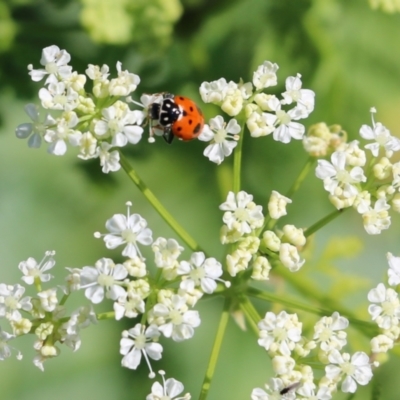 Hippodamia variegata (Spotted Amber Ladybird) at Candelo, NSW - 2 Jan 2022 by KylieWaldon