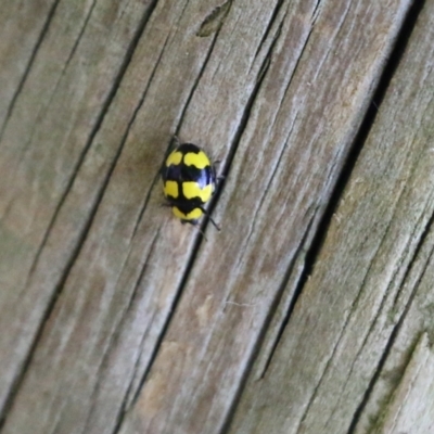 Illeis galbula (Fungus-eating Ladybird) at Candelo, NSW - 2 Jan 2022 by KylieWaldon