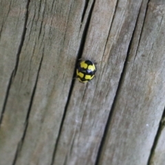 Illeis galbula at Candelo, NSW - 2 Jan 2022 09:44 AM