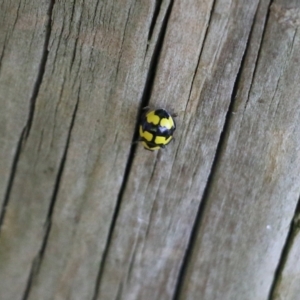 Illeis galbula at Candelo, NSW - 2 Jan 2022 09:44 AM