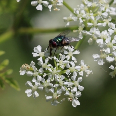 Unverified True fly (Diptera) at Candelo, NSW - 2 Jan 2022 by KylieWaldon