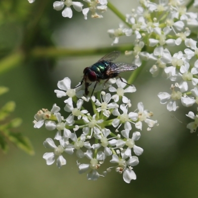 Unidentified True fly (Diptera) at Candelo, NSW - 1 Jan 2022 by KylieWaldon