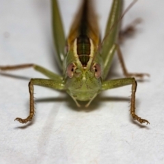 Conocephalus semivittatus (Meadow katydid) at QPRC LGA - 24 Nov 2021 by MarkT