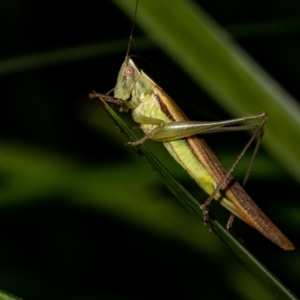 Conocephalus semivittatus at Jerrabomberra, NSW - 25 Nov 2021