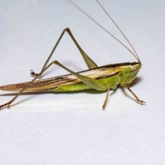 Conocephalus semivittatus at Jerrabomberra, NSW - 25 Nov 2021