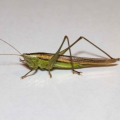 Conocephalus semivittatus at Jerrabomberra, NSW - 25 Nov 2021