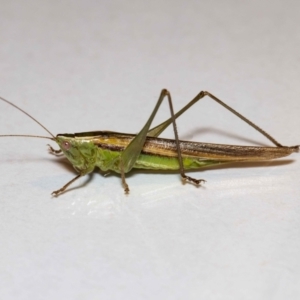 Conocephalus semivittatus at Jerrabomberra, NSW - 25 Nov 2021