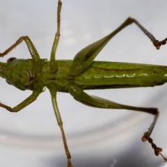 Conocephalus semivittatus at Jerrabomberra, NSW - 25 Nov 2021