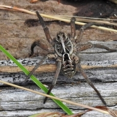 Tasmanicosa sp. (genus) (Unidentified Tasmanicosa wolf spider) at Crooked Corner, NSW - 8 Jan 2022 by JohnBundock