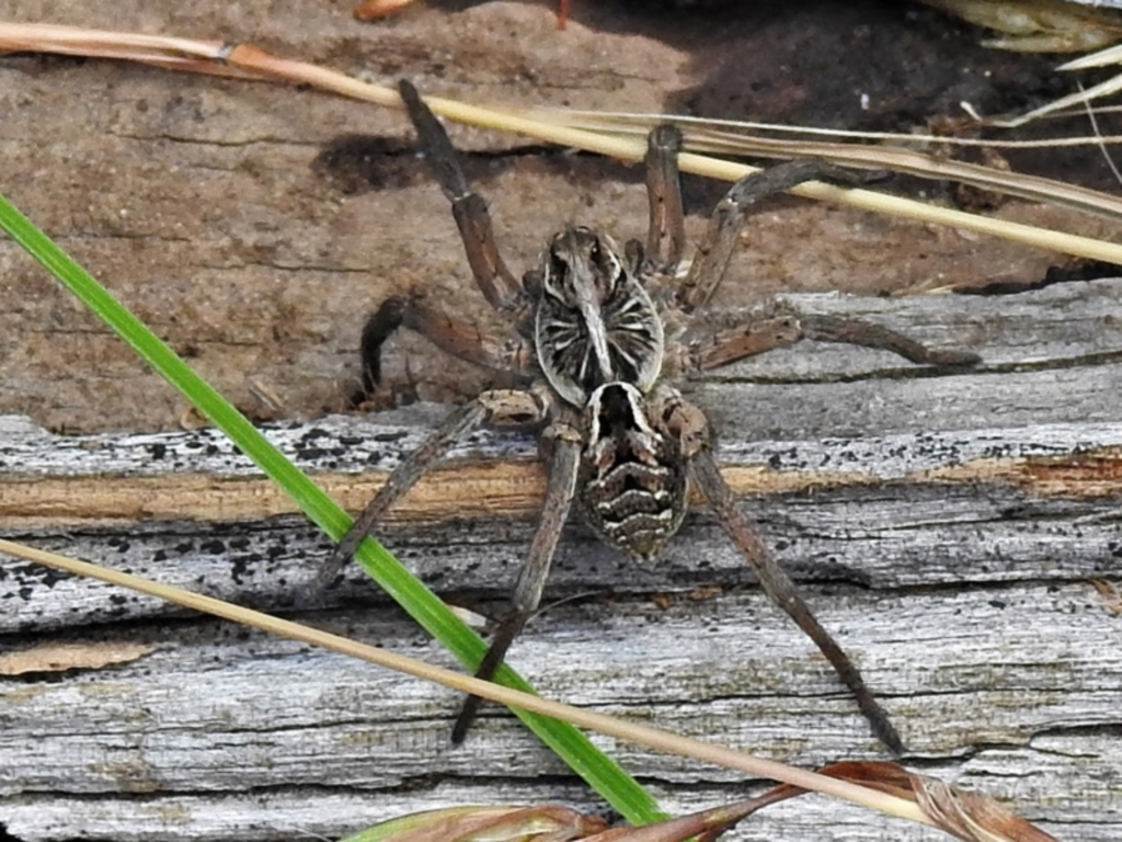 Tasmanicosa sp. (genus) at Crooked Corner, NSW - 8 Jan 2022