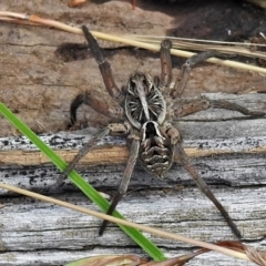 Tasmanicosa sp. (genus) (Unidentified Tasmanicosa wolf spider) at Burwood Creek Nature Reserve - 8 Jan 2022 by JohnBundock