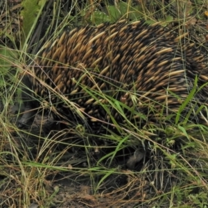 Tachyglossus aculeatus at Crooked Corner, NSW - 8 Jan 2022