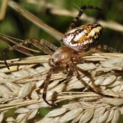 Plebs bradleyi (Enamelled spider) at Burwood Creek Nature Reserve - 8 Jan 2022 by JohnBundock