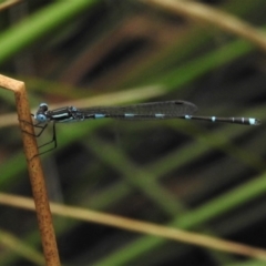 Austrolestes leda (Wandering Ringtail) at Crooked Corner, NSW - 8 Jan 2022 by JohnBundock