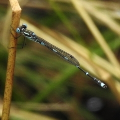 Austrolestes leda at Crooked Corner, NSW - 8 Jan 2022 11:59 AM