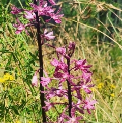 Dipodium punctatum (Blotched Hyacinth Orchid) at Paddys River, ACT - 8 Jan 2022 by SBurgo