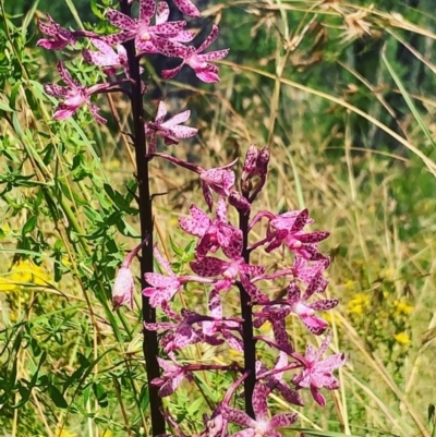 Dipodium punctatum (Blotched Hyacinth Orchid) at Bullen Range - 8 Jan 2022 by SBurgo