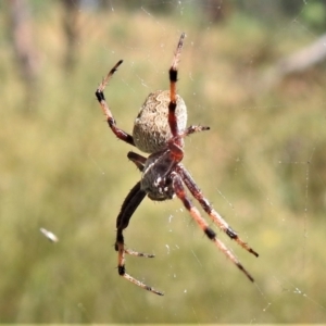 Araneus hamiltoni at Crooked Corner, NSW - 8 Jan 2022 11:50 AM