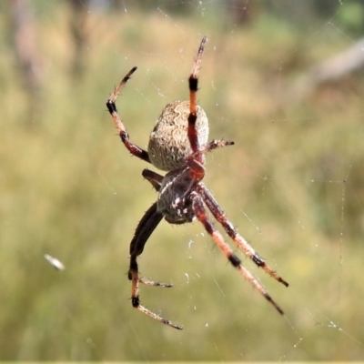 Araneus hamiltoni (Hamilton's Orb Weaver) at Burwood Creek Nature Reserve - 8 Jan 2022 by JohnBundock