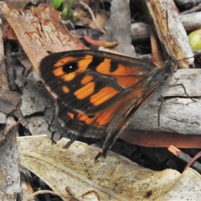 Geitoneura klugii (Marbled Xenica) at Keverstone National Park - 8 Jan 2022 by JohnBundock