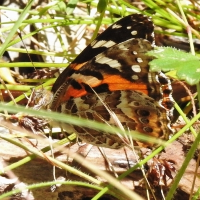 Vanessa kershawi (Australian Painted Lady) at Keverstone National Park - 8 Jan 2022 by JohnBundock