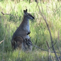 Notamacropus rufogriseus (Red-necked Wallaby) at Throsby, ACT - 24 Oct 2021 by Amata