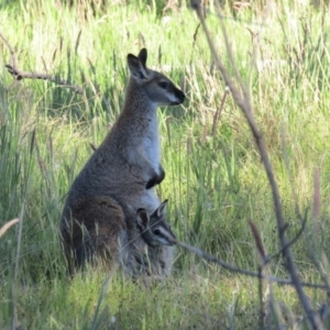 Notamacropus rufogriseus at Throsby, ACT - 24 Oct 2021