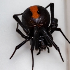 Latrodectus hasselti (Redback Spider) at Jerrabomberra, NSW - 25 Nov 2021 by MarkT