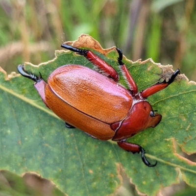Anoplognathus montanus (Montane Christmas beetle) at Lions Youth Haven - Westwood Farm - 8 Jan 2022 by HelenCross