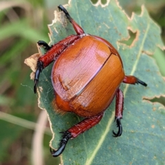 Anoplognathus montanus at Tuggeranong, ACT - 9 Jan 2022