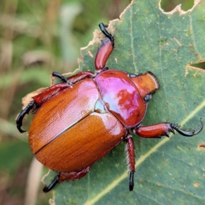 Anoplognathus montanus at Tuggeranong, ACT - suppressed