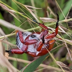 Anoplognathus montanus at Tuggeranong, ACT - suppressed