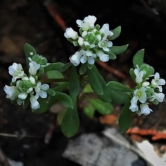 Poranthera microphylla (Small Poranthera) at Bigga, NSW - 8 Jan 2022 by JohnBundock