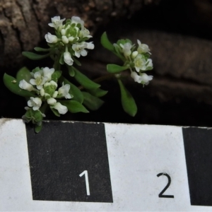 Poranthera microphylla at Bigga, NSW - 8 Jan 2022